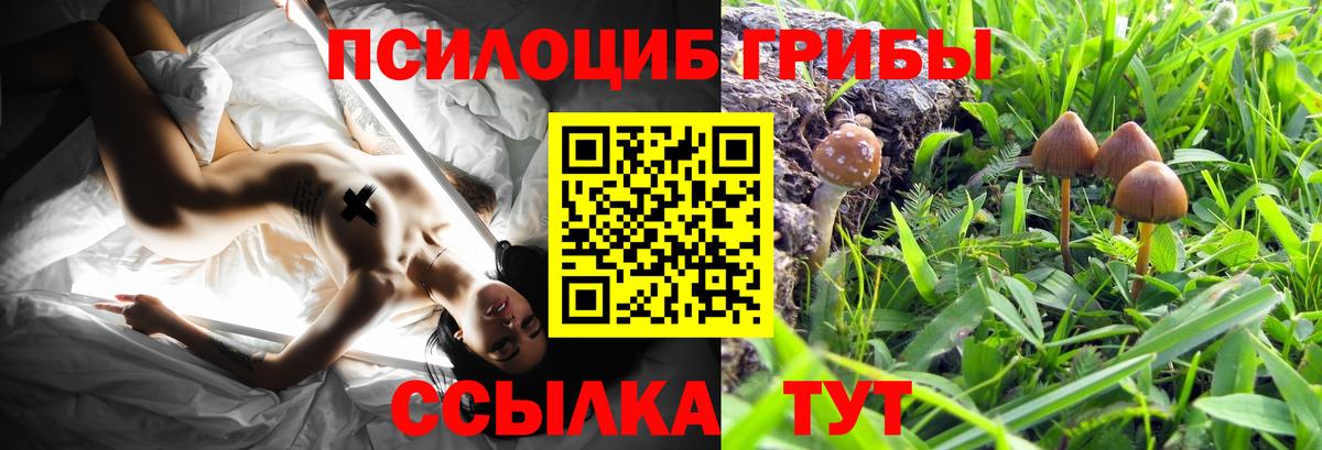 Галлюциногенные грибы прущие грибы Гатчина